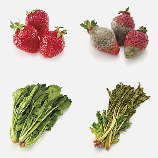 COGIT Vegista Vege-Coco Chan Vegetable Prolong Freshness