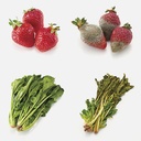 COGIT Vegista Vege-Coco Chan Vegetable Prolong Freshness