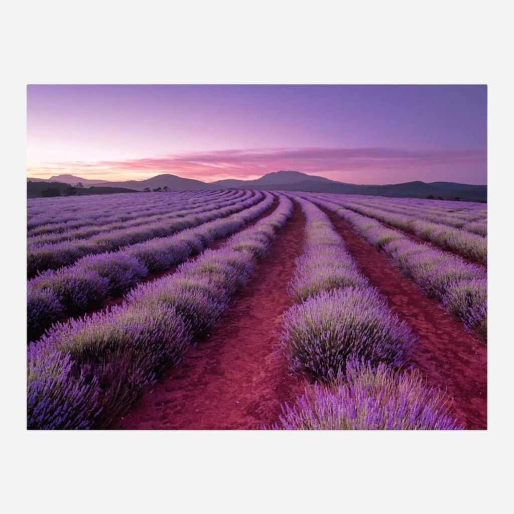 HINKLER Elevate Scented Jigsaw Puzzle 500 Piece - Lavender Fields
