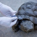 GORILLA Epoxy Putty Stick 56.g