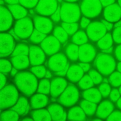 PEBEO Fantasy Prisme Honeycomb Paint 45ml Fluorescent Green