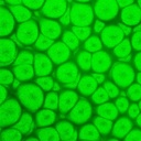 PEBEO Fantasy Prisme Honeycomb Paint 45ml Fluorescent Green