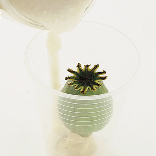 PEBEO Gedeo Moulding Alginate 500g