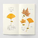 TRAVELER'S Notebook 025 Blank Cream x 32