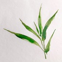 CLAIREFONTAINE Bamboo Watercolor Paper 250gsm A5 x 20