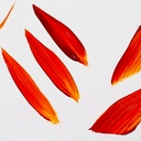 SILVER Bristlon Point Triangle Brush MD