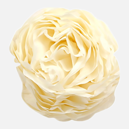 CLAIREFONTAINE Tissue Paper 18gsm 50cm x 75cm x 8 Ivory