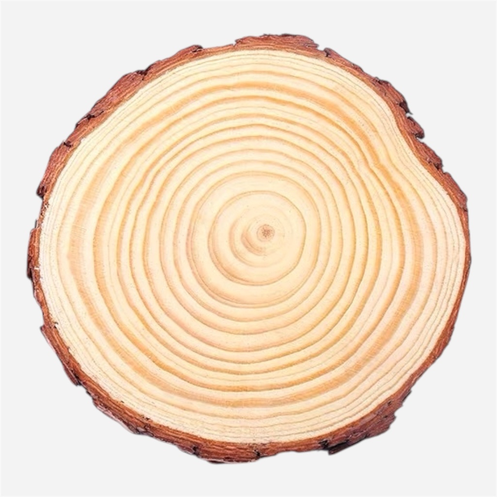 OVJ Wood Stump Coaster 1cm x 10cm